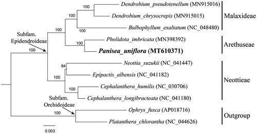 Figure 1. Phylogenetic position of Panisea uniflora inferred by maximum-likelihood (ML) of 74 protein-coding genes. The bootstrap values are shown next to the nodes.