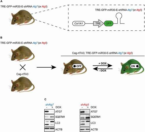 Figure 1. Transgenic mouse models. (A) Schematic representation of the genetic modifications of TRE-GFP-miR30-E-shRNA Atg5 or TRE-GFP-miR30-E-shRNA Atg7 transgenic mice. (B) Generation and induction of Cag-rtTA3; TRE-GFP-miR30-E-shRNA Atg7 and Cag-rtTA3; TRE-GFP-miR30-E-shRNA Atg5 animals. (C) Western blots to validate the knockdown of miR30-E-shRNA constructs against Atg7 or Atg5, their effect on SQSTM1 protein expression and LC3 levels in murine pancreatic cancer cell lines.