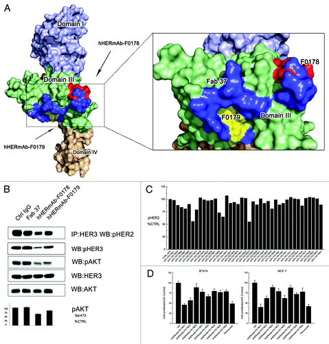 Figure 2. Optimization of the epitopes and function of anti-domain III antibodies. (A) Epitopes of anti-HER2 antibodies on HER2. Domains I, II, III, and IV of the ErbB2 ECD protomer are colored blue, bright yellow, green, and wheat, respectively. Epitopes of F0178 and F0179 are colored red and yellow, and epitope of Fab37 is colored blue. (B) MCF-7 cells were treated with 100 nM of control IgG or anti-domain III antibodies in the presence of HRG. Co-immunoprecipitation assay and immunoblots assay were assessing ErbB2 signaling and antibodies’ ability to disrupt the formation of ligand-dependent HER2/HER3 heterodimers. (C) Co-immunoprecipitation assay with an ELISA assay to detect pHER2 in MCF-7 cells treated with different scFvs in the in the presence of HRG. (D) MTS assay examining the effects of 100 nM of control IgG, or antibodies on breast cancer cell proliferation in the presence of HRG. Results are shown as percentage of control cell proliferation. Error bars, SD.