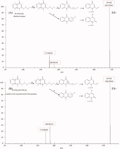 Figure 6. Typical mass spectrum and proposed fragmentation pathways of quinolone alkaloids: dihydroevocarpine (A) and 1-methyl-2-[(Z)-9-pentadecenyl]-4(1H)-quinolone (B).