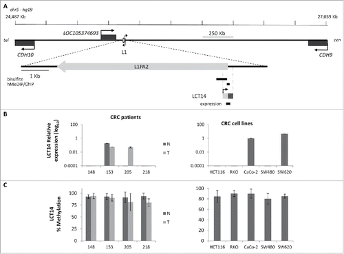 Figure 3. Relationship between methylation and expression of LCT14 in CRC. (A) Schematic diagram of the LCT14 genomic locus on human chromosome 5 (coordinates: 24,487,209–27,038,689) with indicated positions of the annotated genes CDH10, LOC105374693, and CDH9 and of the intact intergenic LINE1 (L1) that drives transcription of LCT14. At the bottom is an enlargement of the region including the LINE-1 (L1PA2; chr5:25,378,639–25,384,665) from which LCT14 originates with the regions (black bars) tested by bisulfite or hydroxymethylated DNA (hMeDIP) and chromatin (ChIP) immunoprecipitations and, below these, the LCT14 transcript (chr5: 25,384,485–25,384,958) and the region amplified for expression studies. All coordinates are from hg19 annotations; scale is in kb. (B) Expression of LCT14 measured by real-time RT-PCR and expressed relatively to the geometric mean of 3 reference genes in matched normal (dark gray) and tumor (light gray) tissues from 4 colorectal cancer patients (left panel) and of 5 colorectal cancer cell lines (right panel). (C) Methylation levels measured by bisulfite sequencing in the paired normal and tumor tissues of the 4 patients (left panel) and cell lines (right panel) described in B.