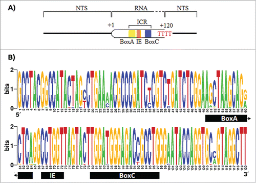 Figure 1. Promoter and terminator elements description and entropy index for the transcribed region of the 5S rDNA. A) The promoter of the 5S rDNA contains the elements BoxA, the Internal Element, and the BoxC, altogether called Internal Control Region (ICR). The RNA polymerase recognizes a poly dT as stop signal. B) The entropy index for the 5S rRNA using all the 91 sequences retrieved from the GenBank. However, due the fact that the first 43 nucleotides in Potamotrygon motoro, Potamotrygon falkneri and Paratrygon aiereba transcript region sequences were missing, these were assumed to be equal to those in Urotrygon.
