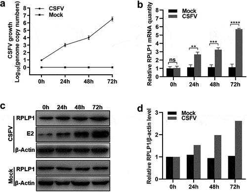 Figure 5. CSFV infection upregulates the expression of RPLP1.