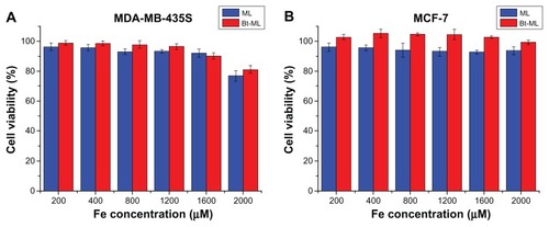 Figure 5 In vitro cell viability of (A) MDA-MB-435S and (B) MCF-7 cells incubated with ML and Bt-ML with different iron concentrations determined by MTT assay.Abbreviations: MDA-MB-435S, human breast cancer cells; MCF-7, hormone dependent breast cancer cells; ML, magnetoliposomes; Bt-ML, biotinylated magnetoliposomes; MTT, methyl thiazdyl tetrazolium.