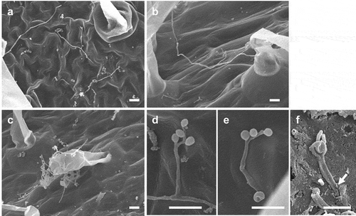 Figure 1. Growth of Beauveria bassiana GHAgfp on tomato surfaces. Hyphae on a leaf (a), petiole (b), and stem (c) (7 dpi). Conidiophore and phialides that formed from hypha (d) and conidia on phialides that differentiated from a germ tube (e) on a leaf (7 dpi). An arrow shows the penetration site on a scratched wound on a rachis (f) (3 dpi). Bars are 10 µm (a-e) and 5 µm (f)