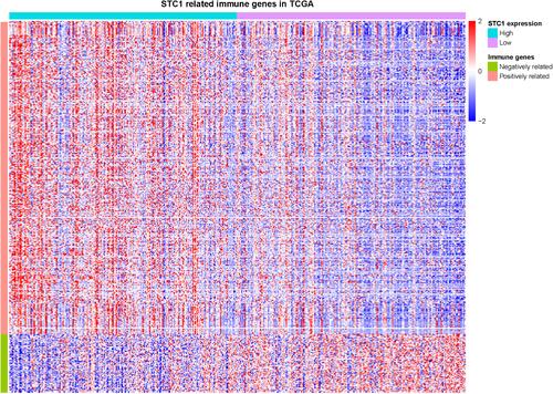 Figure 7 The heatmap of correlated immune genes that associated with STC1 in TCGA. 318 genes were positively correlated with STC1 expression while 59 genes were inversely correlated with STC1 expression.