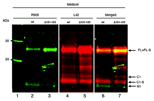 Figure 2. PrP populations with and without the GPI-anchor are shed into the cell medium from PrP expressing cells in addition to the N1 fragment. Multiplex western immunoblot detection of cell medium from PrPwt (lanes 2, 4 and 6) and PrPΔ121–123 (lanes 3, 5 and 7) expressing cells. The samples were treated with PNGase F to remove N-linked oligosaccharides. The PVDF membrane was probed with both the N-terminal polyclonal rabbit antibody R505 and the C-terminal monoclonal mouse antibody L42, followed by IRDye 800 goat anti-rabbit (green) and Alexa Fluor 680 goat anti-mouse (red). Both colors were imaged in a single scan. The N-terminal antibody (green, lanes 2 and 3) detected full-length PrP with intact GPI-anchor (FL), GPI-anchorless full-length (FL-S), and the N-terminal fragment (N1) and the C-terminal antibody (red, lanes 4 and 5) detected the FL, FL-S, the truncated C-terminal fragments with intact GPI-anchor (C1) and without GPI-anchor (C1-S). Yellow indicates merged overlapping colors (lanes 6 and 7). Approximate molecular masses are indicated on the left-hand side (kDa).