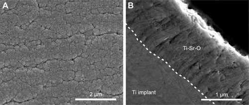 Figure 2 SEM images of Ti-Sr-O.Notes: (A) Top-view SEM of the Ti-Sr-O coating. The coating morphology is characterized by a granular nanostructure. (B) Cross-sectional SEM view of the Ti-Sr-O coating. The boundary between the machined titanium implant and the Ti-Sr-O coating is highlighted by the white line. The Sr-comprising top layer is characterized by a columnar structure. Scale bar is 2 µm and 1 µm for (A and B), respectively.Abbreviations: Ti-Sr-O, strontium-functionalized surface; SEM, scanning electron microscopy.