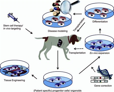 Figure 2. Possible treatment modalities for hepatic progenitor cells (HPCs). HPCs can be isolated from the canine liver and cultured as organoids. After ex vivo expansion these cells can be differentiated into hepatocyte-like cells for cell transplantation in dogs with liver disease or disease modelling purposes. In case of autologous cell therapy, inherited gene defects causing metabolic disease can be corrected by gene therapy. Stem cell therapy can also be used to stimulate the endogenous HPCs in vivo to aid in the regeneration of a diseased liver. HPCs, alone or with other non-parenchymal liver cells, can also be used in tissue engineering where three-dimensional bioreactor systems are used in vitro (drug toxicity screening or liver support devices) or in vivo (implantable devices). Dotted lines indicate less likely possibilities.
