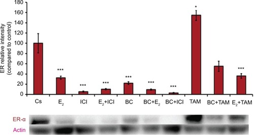 Figure 4 The effects of hormones and antihormones in combination with BC on ER-α expression in T-47D cells.