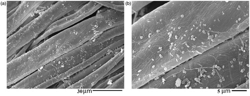Figure 5. SEM images of sample S4 after five washing cycles.
