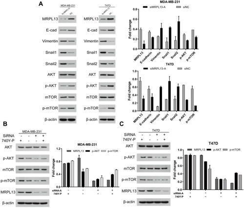 Figure 9 MRPL13 induces EMT process by activating the Akt/mTOR signaling pathway in MDA-MB-231 and T47D cell lines. MDA-MB-231 and T47D cell lines were transfected with siMRPL13-A (100 μM) for 72hr. (A) The protein level of EMT-related proteins (E-cad, Vimentin, Snail-1 and Snail-2) and AKT/mTOR pathway associated proteins (AKT, p-AKT, mTOR, p-mTOR) was detected by Western blot. For MRPL13 siRNA mediated knockdown rescue experiment, cells were transfected independently or jointly with the siMRPL13-A (100 μM) and PI3K/AKT/mTOR-specific agonist 740Y-P (20 μg/mL). The expression of mTOR signaling and EMT-related proteins was then assessed by Western blot in MDA-MB-231 (B) and T47D (C) cell lines. The β-actin served as a loading control for all above experiments. The above data are representative of three independent experiments.