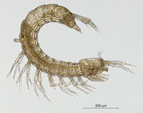 Figure 2. Habitus of Racovitzaibathynella beninensis sp. n.