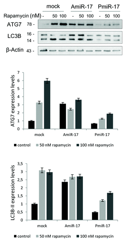 Figure 3. Combined effects of rapamycin and miR-17 inhibitor/precursor administration in T98G cells on LC3B and ATG7 protein expression. To evaluate the autophagy process activation by miR-17 modulation in T98G cells, rapamycin is administered at different concentrations (50−100 nM), after separate transfection of AmiR-17 or Pmir-17 molecules, at 2.5 µM concentration. LC3B-II and ATG7 protein expression, followed by densitometric analysis using ImageJ software, are evaluated after 72 h p.t. LC3B-II expression levels are calculated normalizing LC3B-II to β-Actin expression, according to the current autophagy guidelines.Citation33 Data are normalized using β-Actin protein levels and referred to mock untreated samples.