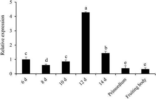 Figure 5. The transcript level of the SbIDI gene at different developmental stages of S. baumii (p < 0.05).