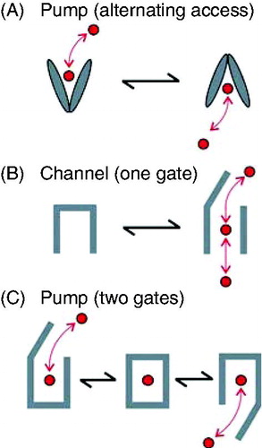 Figure 1. Simple mechanisms of pumps and channels. (A) Alternating access or ‘flip-flop’ model of pump function. A conformational change converts the MSDs between ‘outward facing’ and ‘inward facing’ orientations, alternatively exposing the substrate (red) to one side of the membrane or the other. (B) Single gate model of channel function. A localized conformational change allows the channel to exist in ‘closed’ (transport not allowed) or ‘open’ (transport allowed) states. (C) Two gate model of pump function. Two gates open or occlude the transport pathway. In order for active transport to occur, both gates are never open simultaneously, since this would create a passive, open ion channel-type transport pathway. As a result, it is presumed that a substrate occluded state (centre) must exist. This is a greatly simplified version; in order for active transport to occur, a cyclical model with at least one effectively irreversible step must exist.