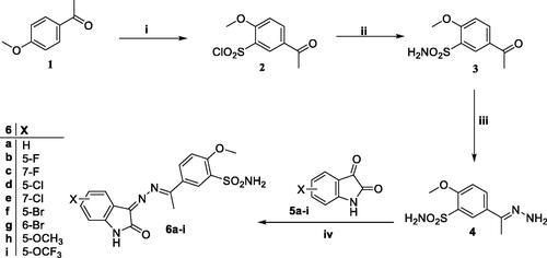 Scheme 1. General procedure for the synthesis of target compounds 6a-i. Reagents and conditions: i) HOSO2Cl, SOCl2 at 0 °C and then rt, 26 h ii) EtOH, ammonia, rt iii) NH2NH2.H2O, AcOH (cat.), and EtOH, reflux, 4 h. iv) EtOH, AcOH (cat.), reflux, 6–8 h.