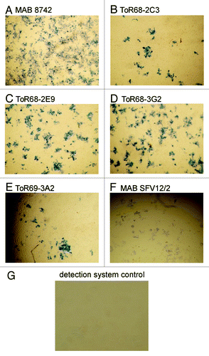 Figure 5. IHC analysis of anti-WEEV scFv-Fc antibody binding to VEEV infected Vero cells. Vero cells were infected with WEEV and fixed in formalin, for staining with a 1:5000 dilution of the antibodies ( = 200 ng/mL for the recombinant antibodies), followed by incubation with streptavidin-HRP conjugate (1:6,000). As positive controls, the anti-WEEV antibody MAB8742 and the anti-alphavirus antibody SFV12/2 were used. As negative control, the streptavidin-HRP conjugate was used without an anti-WEEV antibody.