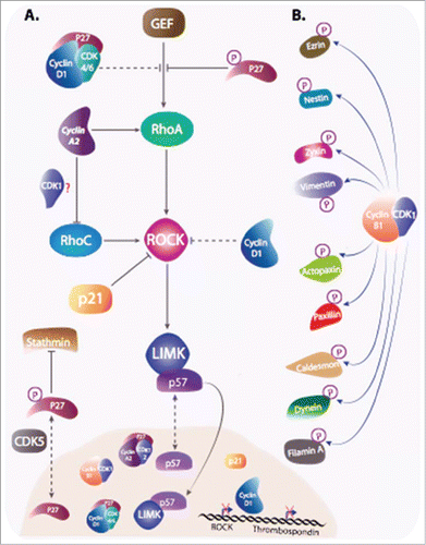 Figure 5. Cyclins and CKIs regulate cell motility. (A) Cyclins and CKIs target RhoA-ROCK pathway: RhoA, stimulated by its GEF activates ROCK , that in return stimulates LIMK. Cyclins and CKI regulate the pathway at multiple levels. Phosphorylated cytoplasmic p27 interferes between RhoA and its GEF and also inhibit stathmin. Cyclin D1 represses ROCK and Thrombospondin gene transcription and when bound to p27, it interferes with RhoA activation. Furthermore, Cyclin D1 indirectly stabilizes p27 via the regulation of kinases involved in its degradation or its cytoplasmic localization. Cyclin A2, independently of CDKs binding and via direct interaction with RhoA and RhoC, regulates their activity. In contrast to p27, cyclin A2 stimulation RhoA GEFs. How cyclin A2 interferes with RhoC activation during EMT and whether it requires CDKs binding is still unclear. p21 and p57 target kinases downstream of RhoA. While cytoplasmic p21 directly inhibit ROCK activity, p57 sequesters LIMK in the nucleus, away from its substrates. (B) Cyclin B1-CDK1 is not only involved in phosphorylation of substrates involved in cell cycle progression, but also in the phosphorylation of a plethora of other targets including molecules intervening in cell motility.