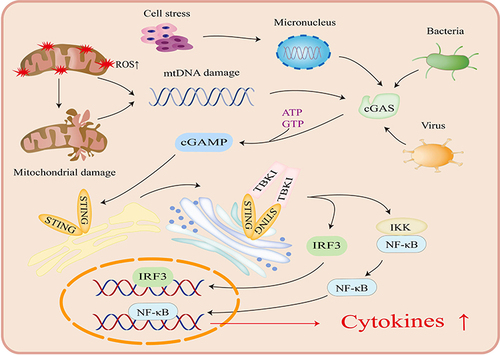 Figure 2 Activation of cGAS-STING pathway. CGAS detects exogenous and endogenous DNA, with ATP and GTP to form the second messenger cyclic GMP-AMP (cyclic GMP-AMP, cGAMP). STING recognizes cGAMP and undergoes a conformational change before translocating to the Golgi via the ER-Golgi intermediate compartment. In spite of that, it will recruit TANK-binding kinase 1, which will further phosphorylates interferon regulatory factor 3 (IRF3), facilitating its translocation to the nucleus. Besides, it also recruits IκB kinase (IKK), which phosphorylates IκB, resulting in translocation of NF-κB to the nucleus and promotes the release of cytokines.