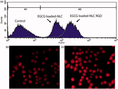 Figure 4. Cell uptake study of EGCG-loaded NLC versus EGCG-loaded NLC-RGD into MDA-MB-231 cells (a). Fluorescence microscope images of treated MDA-MB-231 cells with Rhodamine B-loaded NLC (b) and NLC-RGD (c).