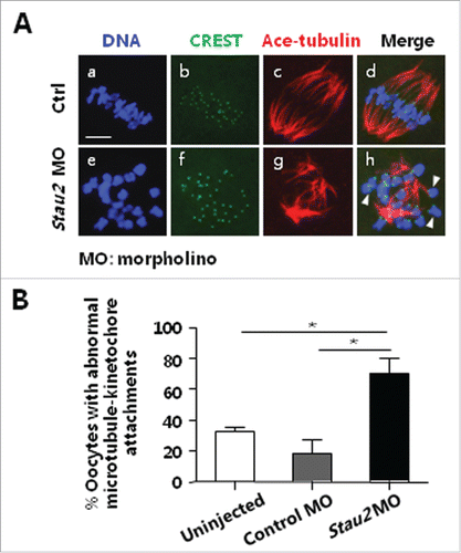 Figure 3. Knockdown of Stau2 impacted the attachment between microtubules and kinetochores. After morpholino treatment, MI oocytes were incubated on ice for 5 min and then processed with immunofluorescent staining using CREST serum and acetylated-tubulin antibody. The attachment between the microtubules and kinetochores was carefully analyzed. The microtubule-kinetochore attachment was frequently disrupted in oocytes treated with Stau2 morpholino oligo (A, h: arrows). Further statistical analysis demonstrated that the percentage of oocytes with abnormal microtubule-kinetochore attachment was significantly higher in Stau2 morpholino group than that in 2 control groups (P < 0.05) (B). Microtubules were visualized in red, CREST was visualized in green and DNA was labeled in blue. Scale bar = 20 μm.