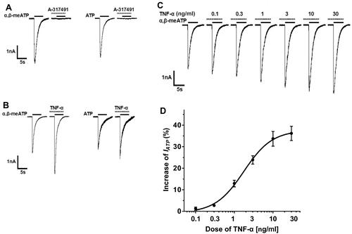 Figure 1 TNF-α rapidly increased P2X3 receptor-mediated ATP currents in DRG neurons. (A) In a representative DRG cell, 100 μM α,β-meATP and ATP induced similar inward currents. The currents could be blocked by 300 μM A-317491, a specific P2X3 receptor antagonist, indicating that they were P2X3 receptor-mediated ATP currents. Membrane potentials were clamped at −60 mV. (B) In a DRG neuron, a five minute application of TNF-α (10 ng/mL) increased α,β-meATP- and ATP-induced currents. (C) The sequential current traces illustrated that the amplitude of the currents induced by 100 μM α,β-meATP progressively increased after different doses of TNF-α was pre-treated to a representative DRG cell. (D) The graph shows the dose–response curve of TNF-α. The EC50 value of the curve was 1.75 ± 0.17 ng/mL. Each point represents the mean ± SEM of 7–11 cells.