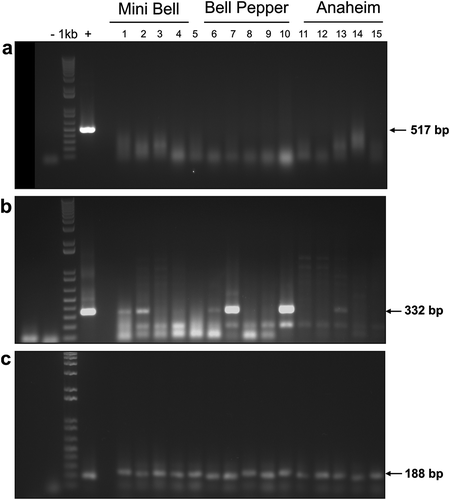 Fig. 2 Molecular detection by RT PCR of Tomato marchitez virus (ToMarV) in pepper plants collected in Guasave and La Cruz de Elota Valleys. a, Electrophoretic gel after PCR using primers ToMarV-F and ToMarV-R. No bands were detected except in the positive control (+). b, Electrophoretic gel after nested PCR using primers pJER1123 and pJER1124. The expected band size of 332 bp was detected in six samples. c, Electrophoretic gel after PCR of ndhB gene, used as internal control. Lane (-) negative control, lane 1 kb, molecular marker (1 Kb); lane (+) positive control; lanes 1–5, pepper samples from ‘Mini Bell’ from Guasave; lanes 6–10, pepper samples from ‘Bell’ from La Cruz de Elota; lanes 11–15, pepper samples from ‘Anaheim’ from Guasave.