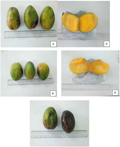Figure 1. Internal and external appearance of canned mangoes