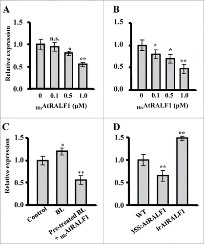 Figure 1. Quantitative RT-PCR gene expression analyses of EXPANSIN A5 (AtEXPA5, At3 g29030). (A) HisAtRALF1-treated 10-d-old wild-type plants. Total RNA was extracted from roots after 30 min of treatment with 0, 0.1, 0.5 and 1 μM of the peptide. (B) Dark-grown 4-d-old wild-type plants treated with HisAtRALF1. Total RNA was extracted from hypocotyls after 30 min of treatment with 0, 0.1, 0.5 and 1 μM of the peptide. (C) Arabidopsis plants (10-d-old) treated with 100 nM of brassinolide (BL) for 6 h or pre-treated with 100 nM of BL for 5.5 h and treated with 1 μM of HisAtRALF1 for 30 min. Control plants were treated with H2O. Total RNA was extracted from the roots after each treatment. (D) AtRALF1-overexpressing (35S:AtRALF1), AtRALF1-silencing (irAtRALF1) and wild-type (WT) plants. Total RNA was extracted from roots of 10-d-old plants. Error bars indicate SD (* = p value < 0.05,** = p value < 0.01, t-test). Glyceraldehyde-3-phosphate dehydrogenase (GAPDH, At1 g13440) expression was used as a control. All experiments were repeated at least 3 times (independent biological replicates).