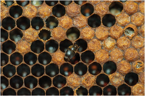 Figure 1. Adult SHBs running over a honey bee brood comb (A. mellifera scutellata) and hiding in empty brood cells.Please click the image to play Video 1. Alternatively, this video can be viewed via the supplemental material tab here: http://dx.doi.org/10.1080/0005772X.2018.1465374. Video recorded in the laboratory of SIRG at the University of Pretoria, South Africa, December 2015. Photo & video credit: A.C.M. Cornelissen.