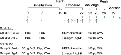 Figure 1 Experimental design for investigating the effects of AgNP on the allergic response to OVA antigen.Notes: OVA in aluminum hydroxide adjuvant is prepared in PBS; PBS (control) is aluminum hydroxide adjuvant prepared in PBS.Abbreviations: A, allergy; AgNP, silver nanoparticles; C, control; FA, filtered air; HEPA, high-efficiency particulate air; OVA, ovalbumin; PBS, phosphate-buffered saline; Penh, enhanced pause.