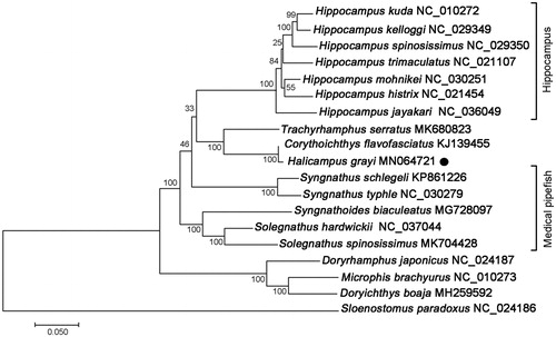 Figure 1. ML phylogenetic tree of Halicampus grayi and other representative Syngnathidae species based on the complete mitochondrial protein coding sequences. Numbers above the lines indicate the bootstrap value for the ML analysis based on 100 replicates. The GenBank accession numbers were listed following the species name.