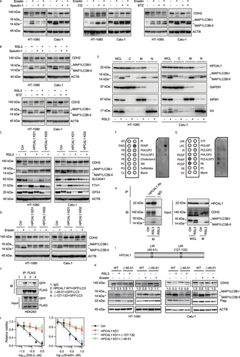 Figure 3. HPCAL1 promotes CDH degradation during ferroptosis. (a, b) Western blot analysis of the indicated protein expression in HT-1080 cells following treatment with erastin (5 μM, 12 h) or RSL3 (0.5 μM, 6 h) in the absence or presence of spautin-1 (5 μM), chloroquine (CQ; 20 μM) or bortezomib (BTZ; 0.1 μM). (c, d) Western blot analysis of the indicated protein expression in control and HPCAL1-knockdown (HPCAL1 KD) HT-1080 and Calu-1 cells following treatment with (c) 0.5 μM RSL3 (6 h) or (d) 5 μM erastin (12 h). (e) Western blot analysis of whole cell lysates (WCL) or cell fractionation (C: cytoplasmic; M: membrane; N: nuclear/cytoskeletal) of HT-1080 and Calu-1 cells following treatment with RSL3 (0.5 μM) for 4 h. (f, g) The protein-lipid overlay assay of the interaction between HPCAL1 protein and lipid. Recombinant HPCAL1 was incubated with a membrane spotted with the indicated lipids and analyzed by chemiluminescent detection. PI: phosphatidylinositol. (h) Immunoprecipitation (IP) analysis of HPCAL1-binding proteins in membrane fractionation of Calu-1 cells following treatment with RSL3 (0.5 μM) for 4 h. IB, immunoblot. WCL: whole cell lysate. M: membrane fractionation. (i) Predicted LC3-interacting region (LIR) domain in human HPCAL1 protein. (j) HEK293 cells were co-transfected with indicated FLAG-tagged HPCAL1and GFP-LC3 plasmid. Cell lysates were subjected to immunoprecipitation with anti-FLAG antibodies. Western blots of the immunoprecipitates and of the cell extracts were revealed using anti-GFP polyclonal antibodies to detect GFP-LC3 or anti-FLAG monoclonal antibodies to detect FLAG-tagged HPCAL1. (k) Effects of LIR deletion (Δ46-51) in HPCAL1 on CDH2 degradation in HT-1080 or Calu-1 cells following treatment with RSL3 (0.5 μM, 6 h) or erastin (5 μM, 12 h). (l) Analysis of cell viability in control, HPCAL1-knockdown (HPCAL1 KD1), or indicated HPCAL1 rescue HT-1080 cells following treatment with RSL3 or erastin for 24 h (n = 3 biologically independent samples; data are presented as means ± SD).