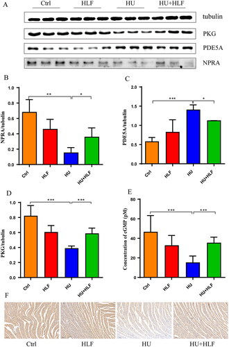 Figure 7. HLF treatment activates NPRA-cGMP-PKG signalling pathway in rats after simulated microgravity. (A) Representative Western blots for NPRA, PKG and PDE5A in left ventricular tissue from rats after 8 weeks of HU. (B-D) Quantification analysis of relative protein in A. (E) Concentration analyses of cGMP. (F) Immunohistochemistry for NPRA in myocardial tissue slices after 8 weeks of HU (10×; bar =100 μm). Values are means ± SD, n = 8, *p < 0.05, **p < 0.01, ***p < 0.001.