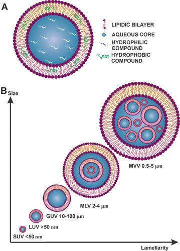 Figure 3 (A) Schematic representation of a liposome. (B) Classification by vesicle number.