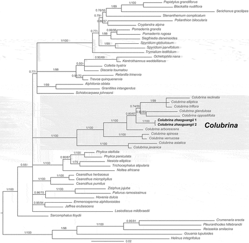 Figure 1. The BI tree for the combined dataset (ITS + trnL-trnF + matK + rbcL). Support values ≥ 0.50 PP or 50 BP are shown above branches follow the order BI-PP/ML-BP. The dash (-) indicates a support value < 50 or PP < 0.50. The new species is shown in bold.