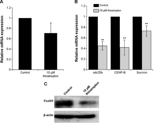 Figure 7 Thiostrepton inhibits expression of FoxM1, CENP-B, cdc25b, and survivin in HuCCT1.
