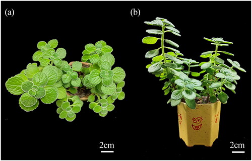 Figure 1. The morphological characteristics of P. hadiensis used in our research. It is a semi-succulent subshrub with aromatic leaves. Its leaves are opposite, light green, broadly ovate with scalloped margins, and densely covered with short hairs. (a) Top view of the P. hadiensis showing the shape of its leaves; (b) front view of the P. hadiensis showing the state of the plant (photos were taken by Jiaojiao Hao in Lin’an District, Hangzhou City, Zhejiang Province, China).
