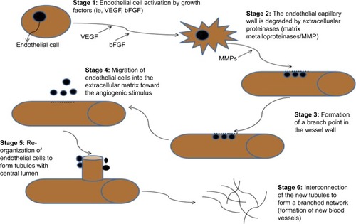 Figure 3 The key stages of angiogenesis along with relevant markers in each stage.
