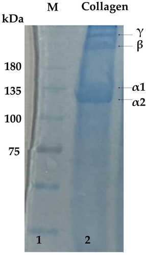 Figure 2. Electrophoretic comparative study pattern of collagen extracted from the cuttlefish skin. L1- Pre-stained protein marker, L2- Collagen dissolved in water (4 mg/mL).