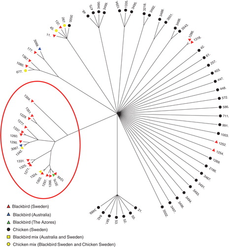 Fig. 2.  The genetic relationship between the C. jejuni STs isolated from blackbirds and chickens is visualized with a ClonalFrame analysis which demonstrates that the majority of Blackbirds cluster together (within the red circle). ST-1324 and ST-1342 were found in Blackbirds from both Australia and Sweden and are indicated as a Blackbird mixture. ST-677, ST45, and ST267 were found in Blackbirds from both Sweden and Chicken isolates and are indicated as a chicken mix. The chicken data set represents the human- and food-related C. jejuni.