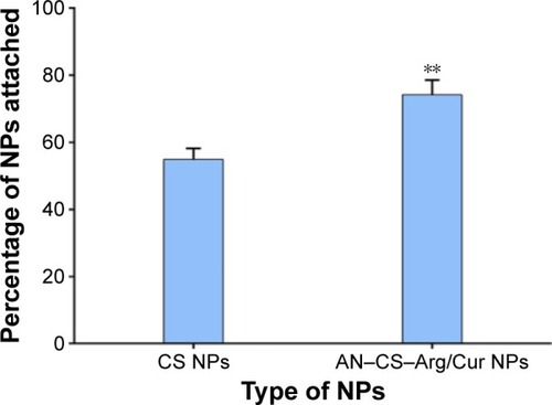 Figure 11 Percentage of attachment of NPs to excised colon of rat after 1-hour incubation at 37°C.Notes: Data are expressed as mean ± SD (n=3). **P<0.01 compared with CS NPs.Abbreviations: AN, acrylonitrile; Arg, arginine; CS, chitosan; Cur, curcumin; NPs, nanoparticles; SD, standard deviation.