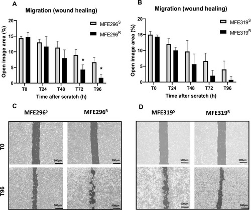 Figure 2 LNG resistance has some effect on migration in immortalised cell lines. (A) Wound migration assay results showing the difference between MFE296S (grey) and MFE296R (black) wound migration. Migration significantly increased in the MFE296R cells at the 72h time point compared to MFE296S cells. Wound migration is displayed as % open area. (B) Wound migration assay results showing the difference between MFE319S (grey) and MFE319R (black) wound migration. MFE319R and MFE319S cell lines Wound migration significantly decreased in MFE319R cells at the 24h time point. (C) Representative images of wound healing in MFE296S, MFE296R cells taken using 10× objective. Yellow lines represent the % open area. (D) Representative images of wound healing in MFE319S, MFE319R cells taken using 10× objective. Results are expressed as mean ± SD, experiments performed in triplicate (n=3). Individual groups were analysed using t-test. *P <0.05.