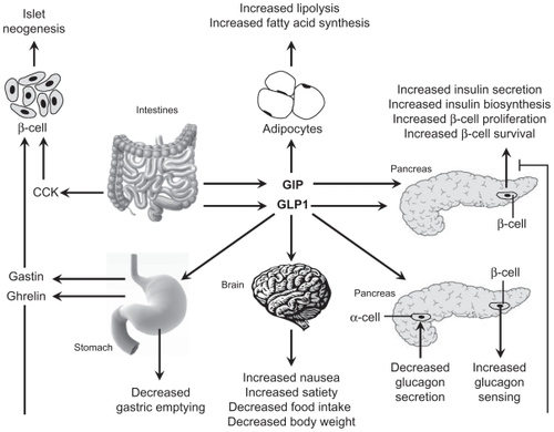 Figure 4 Actions of gastrointestinal hormones on key tissues in glucose homeostasis. Both GIP and GLP-1 promote insulin biosynthesis, insulin secretion, and islet β-cell survival. GLP-1 exerts additional actions, including inhibition of glucagon secretion and gastric emptying, and induction of food intake. GIP has a direct effect on adipocytes coupled to energy storage. In contrast, CCK and gastrin do not regulate plasma glucose levels but could be important for stimulation of islet neogenesis. Reprinted with permission from Girard J. The incretins: from the concept to their use in the treatment of type 2 diabetes. Part A: incretins: concept and physiological functions. Diabetes Metab. 2008;34(6 Pt 1):550–559.Citation39 Copyright © 2008 Elsevier.Abbreviations: CCK, cholecystokinin; GIP, glucose-dependent insulinotropic polypeptide; GLP-1, glucagon-like peptide-1.