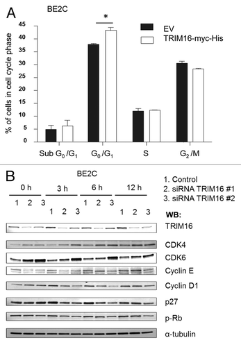 Figure 4. TRIM16 is involved in cell cycle progression. (A) BE2C neuroblastoma cells were transiently transfected with the TRIM16-myc-His plasmid or EV control, for 48 h before harvest. Propidium iodide was used to determine DNA content. *p < 0.05. (B) Western blot of TRIM16 knockdown by siRNA in the cells synchronized in G0 and serum released for time points up to 12 h, and probed with anti-CDK4, anti-CDK6, anti-cyclin E, anti-cyclin D1, anti-p27, anti-pRb and α-tubulin antibodies. BE2C neuroblastoma cells were used.