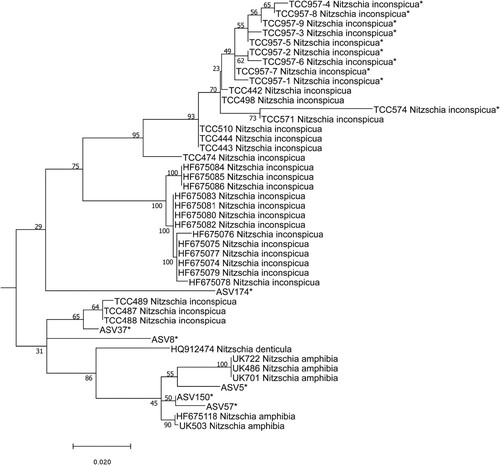 Fig. 95. Phylogenetic position of undetermined ASV (ASV5, ASV8, ASV37, ASV57, ASV150) of the Nitzchia complex in the ML tree. Bootstrap values are given for each node and the scale bar gives the number of substitutions per site. ‘*’ indicates sequences added in the phylogeny using the multifurcating constraint.
