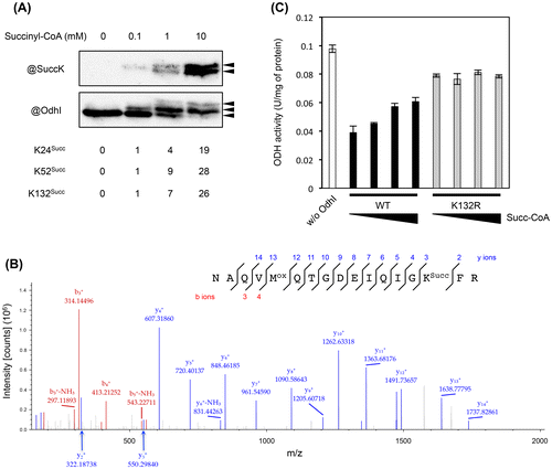 Fig. 4. ODH activity assay with in vitro succinylated OdhI protein. (A) Western blot and MS analyses of in vitro succinylated OdhI protein. Strep-tagged OdhI protein was incubated with 0, 0.1, 1, and 10 mM succinyl-CoA at 30 °C for 30 min. An aliquot containing 0.5 μg protein was subjected to 15% SDS-PAGE followed by western blot analysis using anti-succinyllysine or anti-OdhI antibody. Relative amount of K24-, K52-, and K132-succinylated peptides in each condition is shown below. K24Succ, 20-ADLLKSuccEMESSTGTAPASTGAENLPAGSALLVVK-52; K52Succ, 25-EMESSTGTAPASTGAENLPAGSALLVVKSuccR-53; and K132Succ, 118-NAQVMoxQTGDEIQIGKSuccFR-134. Semi-quantification of the succinylated peptides was based on the ratio of the peak areas of the peptides, after normalization with the amount of OdhI. (B) MS/MS ion spectrum of the K132-succinylated peptide (118-NAQVMoxQTGDEIQIGKSuccFR-134). (C) Succinylated Strep-tagged OdhI proteins (2 μg) with 0, 0.1, 1, and 10 mM succinyl-CoA were preincubated with cell-free extract of KSY22 (∆odhI) (0.4 mg) at 30 °C for 10 min and subjected to the ODH activity assay. Data are the mean and standard deviation of three independent assays. The ratio of OdhI to cell free extract was lower than that given in Figure 3, and this is used to detect the effect of succinylation on OdhI.