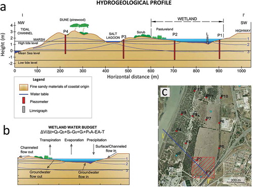 Figure 3. (a) Hydrogeological profile with indication of the water table in three hydrological situations: (1) situation in a rainy year, (2) normal year and (3) prolonged dry season. (b) Wetland water budget scheme. (c) Location of the hydrological control network on aerial photography taken during the dry season.