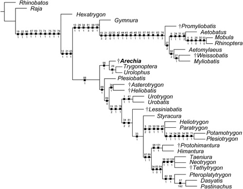 FIGURE 7. The single parsimonious tree retrieved using the branch-and-bound search in TNT showing the hypothetical phylogenetic relationships of Arechia Cappetta, Citation1983 within the Myliobatiformes. Character number above and state below each node. Extinct taxa are marked with a dagger.